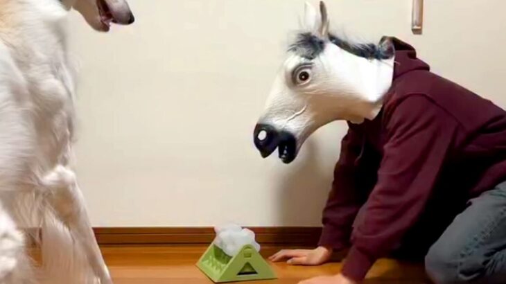 馬の被り物をした男性→そのまま『犬におもちゃの使い方を教えた』結果…あまりにもシュールな光景が160万再生「ポカーン顔ｗ」「困ってて草」(ブログ)