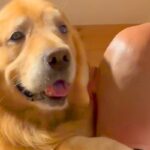 スキンヘッドのパパに抱っこしてもらう大型犬→ママが『頭を舐めてみて』と言うと…思わず笑う行動が15万再生「忠実なのかｗ」「息ぴったり」(ブログ)