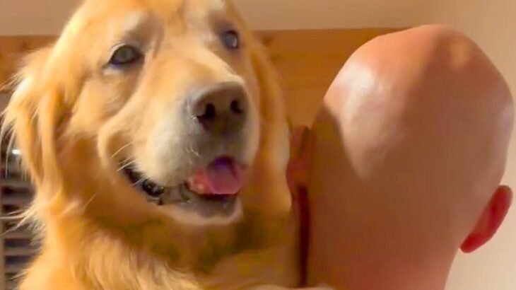 スキンヘッドのパパに抱っこしてもらう大型犬→ママが『頭を舐めてみて』と言うと…思わず笑う行動が15万再生「忠実なのかｗ」「息ぴったり」(ブログ)