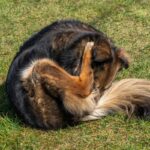 犬が『自分のおしりを舐める』理由3つ　放っておいて大丈夫？注意すべき状態まで(ブログ)