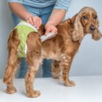 「早すぎる避妊」は要注意？愛犬の『将来の尿モレ』を防ぐ方法【最新研究を獣医が解説】(ブログ)