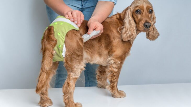 「早すぎる避妊」は要注意？愛犬の『将来の尿モレ』を防ぐ方法【最新研究を獣医が解説】(ブログ)