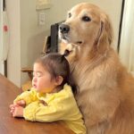 ご飯の準備をしていたら、1歳の女の子と大型犬が…『待ち続けていればご馳走が貰える』と勘違いする光景が47万再生「可愛すぎる」「癒された」(ブログ)