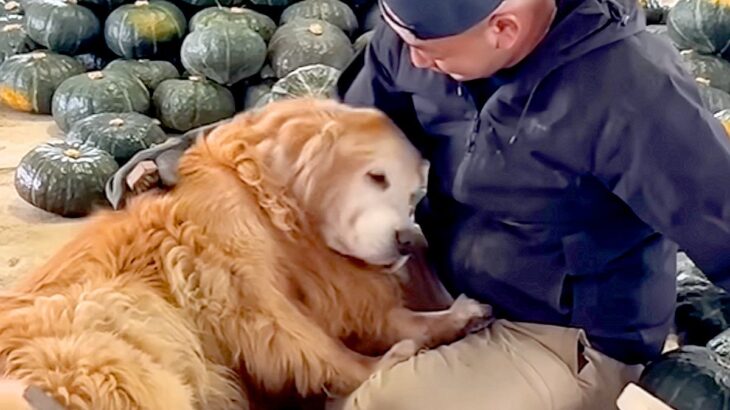 カボチャ農家で働く男性→近くにいた『大型犬』が…仕事どころではない『甘えん坊すぎる光景』が尊いと140万再生「眼福…」「羨ましすぎる」(ブログ)