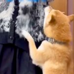 『赤ちゃんの頃からお世話してくれた元シッターさん』と再会した犬→気付いた瞬間…思わず感動する光景が話題「尊すぎて泣く」「全身全霊の喜び」(ブログ)