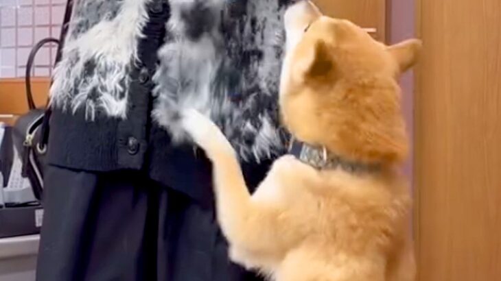 『赤ちゃんの頃からお世話してくれた元シッターさん』と再会した犬→気付いた瞬間…思わず感動する光景が話題「尊すぎて泣く」「全身全霊の喜び」(ブログ)