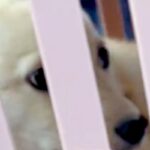 『怖がりで暴れると思う』と言われた保護犬→不安に思っていたら、車に乗って5分で…『まさかの光景』が238万再生「幸せに」「信頼してる」(ブログ)