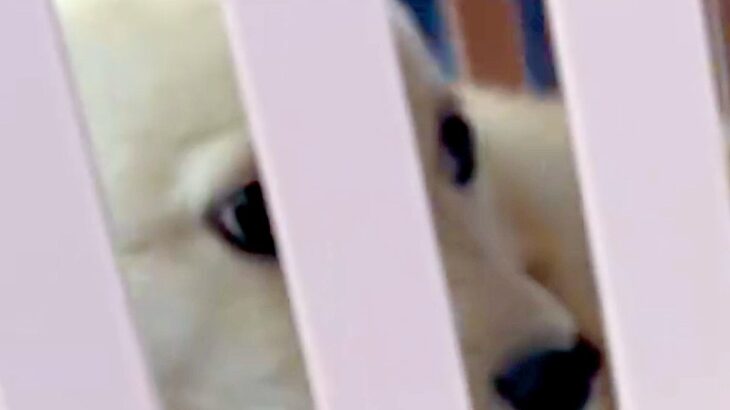 『怖がりで暴れると思う』と言われた保護犬→不安に思っていたら、車に乗って5分で…『まさかの光景』が238万再生「幸せに」「信頼してる」(ブログ)