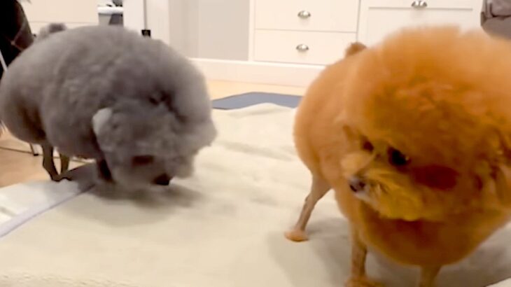 アニメキャラのような犬たちを『公園で散歩させた』結果→目撃した人々が…思わず笑顔になる光景が31万再生「ぜひ遭遇したい」「吹いたｗｗ」(ブログ)