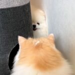 大好きな猫と遊びたい犬→キャットタワー越しに…まさかの『独特すぎる誘い方』に反響「ひょっこりさんｗ」「かわいすぎてキュン」と5万再生(ブログ)