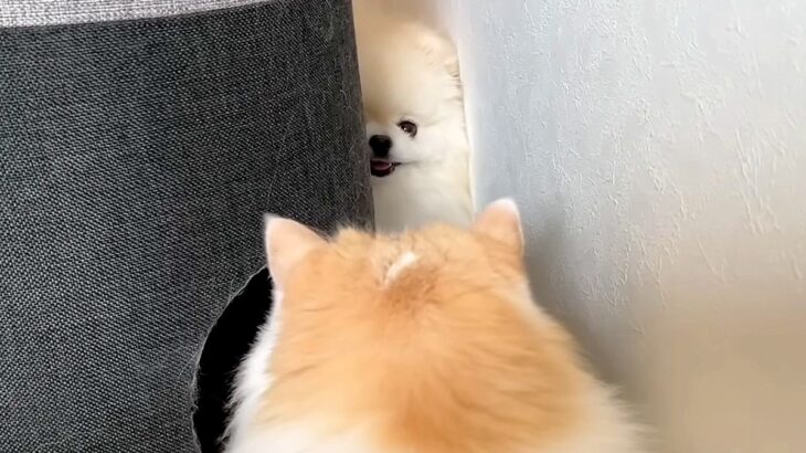 大好きな猫と遊びたい犬→キャットタワー越しに…まさかの『独特すぎる誘い方』に反響「ひょっこりさんｗ」「かわいすぎてキュン」と5万再生(ブログ)