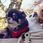 『写真を撮りたかっただけなのに…』4匹の犬をカートに入れて撮影しようとした結果→『情報量が多すぎる光景』が35万再生「渋滞してて草」(ブログ)