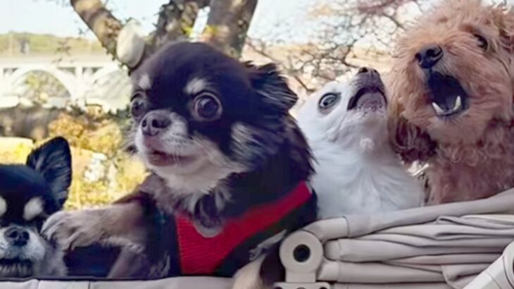 『写真を撮りたかっただけなのに…』4匹の犬をカートに入れて撮影しようとした結果→『情報量が多すぎる光景』が35万再生「渋滞してて草」(ブログ)