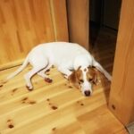 犬が『しんどい』と感じているときにする行動５選　見逃したくないサインとは？(ブログ)