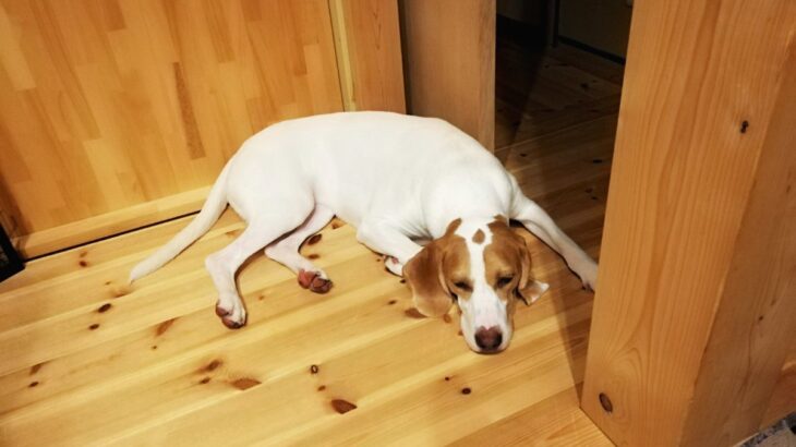 犬が『しんどい』と感じているときにする行動５選　見逃したくないサインとは？(ブログ)