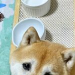 『かあさん、からっぽです…』ご飯を食べ終わった犬→お皿の前で…思った以上に切ない『表情』に4万いいね「ズルいｗｗ」「負けそうになる」(ブログ)