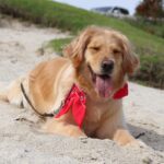 犬が伏せた状態でしっぽを振る理由4つ　喜んでいるだけじゃない？注意点まで解説(ブログ)