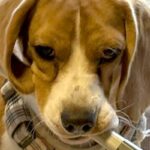 飼い主の気を引こうと『なにかしらを咥えてくる犬』→まさかの『徐々にデカくなる光景』に3万いいね「どこまで大きくなるのｗ」「考えて可愛い」(ブログ)