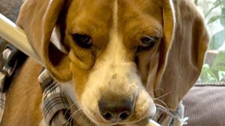 飼い主の気を引こうと『なにかしらを咥えてくる犬』→まさかの『徐々にデカくなる光景』に3万いいね「どこまで大きくなるのｗ」「考えて可愛い」(ブログ)