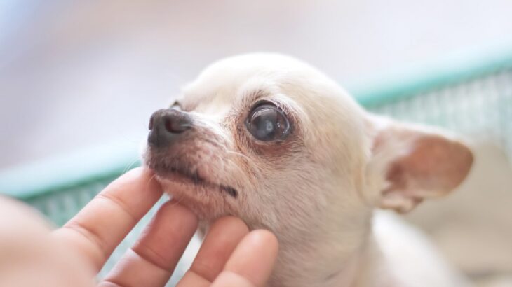 冬に増える『高齢犬の止まらない咳』を考える。現役獣医が「よくある理由」を3つ解説(ブログ)