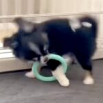 おもちゃを咥えた子犬→ウキウキで走り出した結果…愛おしいハプニングが『犬生1周目』すぎると12万再生「可愛い」「永遠に見ていられる」(ブログ)