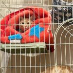 猫のケージに憧れている大型犬→ふと様子を見てみたら…自分の大きさを理解してない『まさかの行動』が22万再生「猫の顔ｗ」「気まずそうで草」(ブログ)