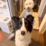 犬に『お手』をしていたら、後ろにいた大型犬が勘違いしてしまい…思わず笑う『コントのような光景』に反響「シンクロしてるｗｗ」「可愛すぎ」(ブログ)