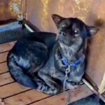 警察署で保護された迷子犬→どれだけ待っても飼い主に来てもらえず…感動的な『現在の様子』に涙「幸せになって」「なんて素晴らしい出会い」(ブログ)