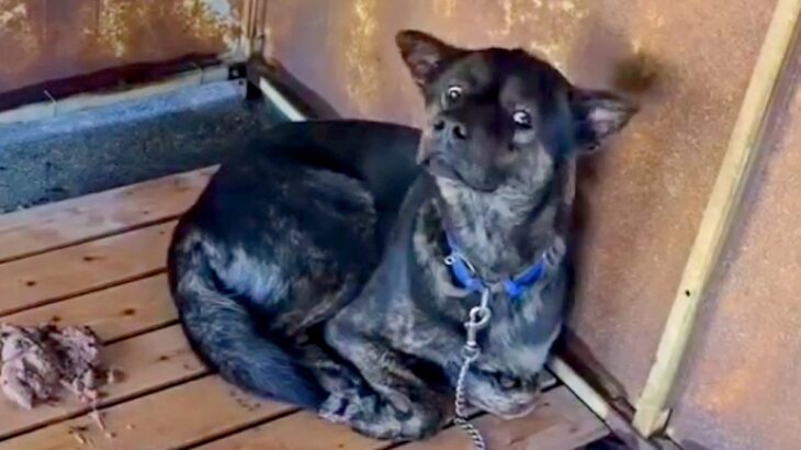 警察署で保護された迷子犬→どれだけ待っても飼い主に来てもらえず…感動的な『現在の様子』に涙「幸せになって」「なんて素晴らしい出会い」(ブログ)