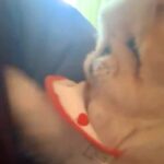 朝、起きる時間になると『犬』がやってきて…『寝坊は絶対に許さない』まさかの光景に5万3000いいね「表情も最高ｗ」「目覚まし要らず」(ブログ)