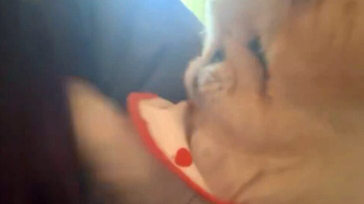 朝、起きる時間になると『犬』がやってきて…『寝坊は絶対に許さない』まさかの光景に5万3000いいね「表情も最高ｗ」「目覚まし要らず」(ブログ)