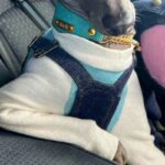 車で犬と一緒にドライブ→ふと『助手席』を見てみたら…人間過ぎる『まさかの態度』に爆笑「社長みたいで草」「イケメン」「いっちょ前ｗｗ」(ブログ)