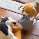 毎朝、自分の服を『ぬいぐるみ』に貸してあげる犬→まるで親友のようで…とんでもなく尊い『日課』が73万再生「健気さに涙が…」「優しいね」(ブログ)