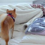 体調不良でダウンした女性→『いつもの散歩に行こう』とした犬が異変に気付き…思いやりに溢れた光景が8万再生「一番の薬」「わんこってスゴイ」(ブログ)