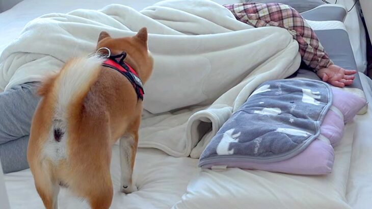 体調不良でダウンした女性→『いつもの散歩に行こう』とした犬が異変に気付き…思いやりに溢れた光景が8万再生「一番の薬」「わんこってスゴイ」(ブログ)