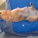 ソファで背伸びする大型犬→足を滑らせ『落ちる』かと思いきや…予想外だった『スマートすぎる光景』に反響「着地してて草」「お隣さんがｗ」(ブログ)