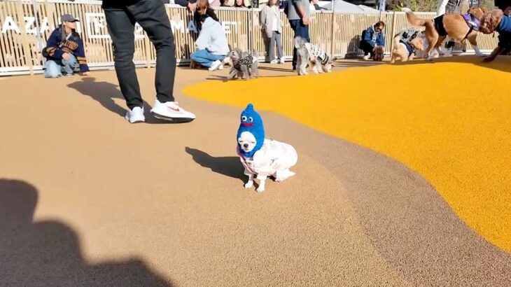 初めてドッグランに来た犬→誰とも友達になれず…思わず応援したくなる『哀愁漂う光景』が97万再生「ポツンが可愛すぎるｗ」「がんばれー！」(ブログ)