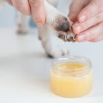 犬の『肉球ケア』何をしたらいいの？お手入れ不足が引き起こすデメリットまで(ブログ)