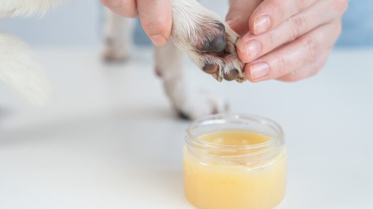 犬の『肉球ケア』何をしたらいいの？お手入れ不足が引き起こすデメリットまで(ブログ)