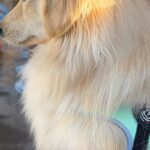 水族館でテンションMAXだった犬→『イルカショー』を目前に疲れ果てて…子供のような『電池切れ』に25万いいね「寝落ちｗｗ」「起きて…！」(ブログ)