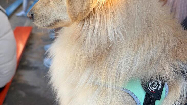 水族館でテンションMAXだった犬→『イルカショー』を目前に疲れ果てて…子供のような『電池切れ』に25万いいね「寝落ちｗｗ」「起きて…！」(ブログ)