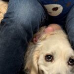 『えへへ…勘弁してください』病院の待合室で診察を待つ大型犬→獣医師が迎えにくると…まさかの『人間のような誤魔化し方と表情』がSNSで話題(ブログ)