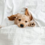 犬が『一緒に寝たい』と思う人の共通点4選　主な特徴や添い寝してもらう秘訣まで(ブログ)