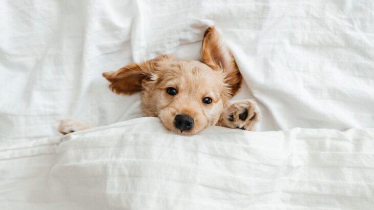 犬が『一緒に寝たい』と思う人の共通点4選　主な特徴や添い寝してもらう秘訣まで(ブログ)