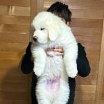 ぬいぐるみサイズだった生後2ヶ月の赤ちゃん犬→10ヶ月後…「デカすぎるｗｗ」「何倍だよ」同じ犬と思えない『衝撃の成長』に3万いいね集まる(ブログ)