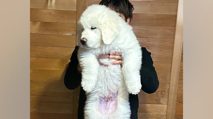 ぬいぐるみサイズだった生後2ヶ月の赤ちゃん犬→10ヶ月後…「デカすぎるｗｗ」「何倍だよ」同じ犬と思えない『衝撃の成長』に3万いいね集まる(ブログ)