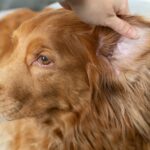 冬は愛犬の耳の先端に注意！皮膚に起こるトラブル『虚血』とは？【獣医師執筆】(ブログ)