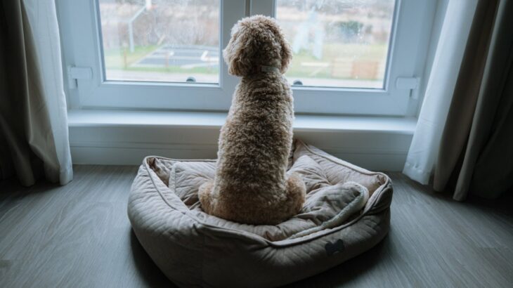 犬の「分離不安」は防げる？科学的観点から教える『犬との正しい接し方』を獣医が解説(ブログ)