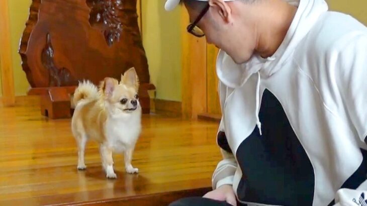 『じゃあ、行ってくるで』パパが外出→犬が玄関で待ち続けて…あまりにも健気な『お留守番の様子』に反響「愛感じる」「文句言ってて可愛いｗ」(ブログ)