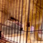 『ポメラニアン…？』もはや小型犬とは思えない『巨大すぎる光景』に23万再生の反響「唯一無二でかわいいｗ」「スピッツみたいになってて草」(ブログ)